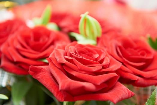 Bunch of red beautiful roses. Macro shot with green leaves