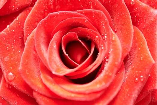 Beautiful dark red rose. Close-up macro view