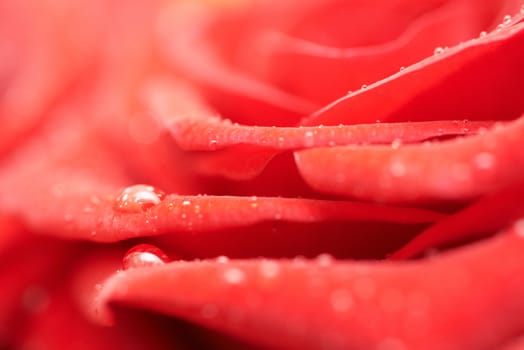 Beautiful dark red rose. Close-up macro view