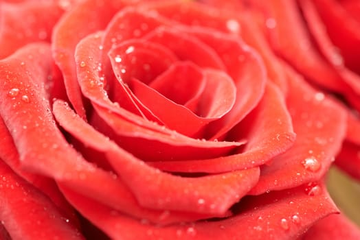 Beautiful dark red rose. Close-up macro view