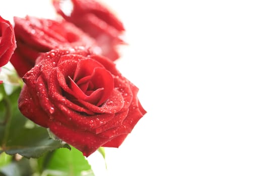 Bunch of red beautiful roses with water drops isolated on white.