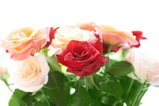 Bouquet of red and white beautiful roses with water drops isolated on white.