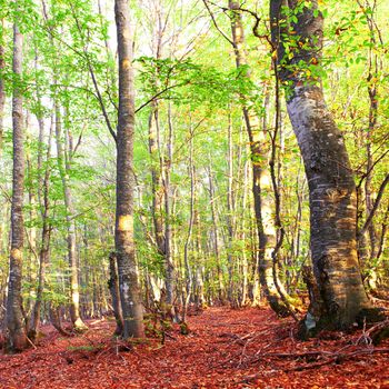 Autumn forest. Trees with green and yellow leaves