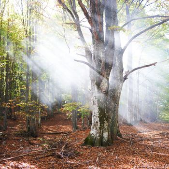 Mist in the autumn forest. Trees with green and yellow leaves