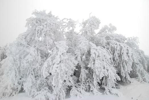 Winter forest- snow and beautiful icy trees