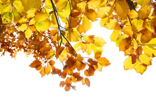 Autumn leaves isolated on the white background