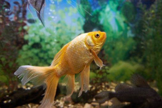 Tropical colorful fishes swimming in aquarium with plants