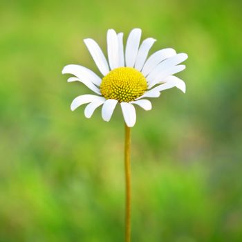 Chamomile on the field with green grass