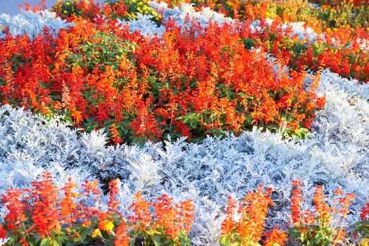 Field of multicolored flowers in the park.