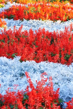 Field of multicolored flowers in the park.