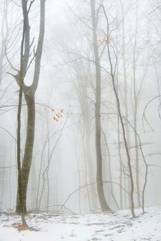 Winter snowy forest in the dense fog.