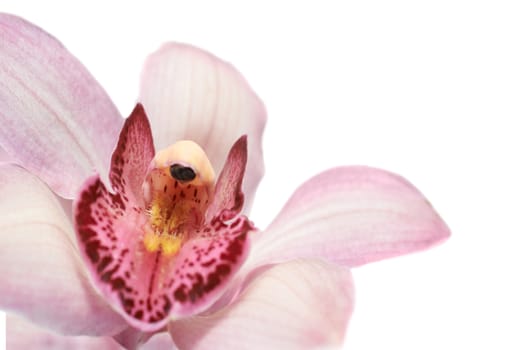 Beautiful pink orchid flower isolated on white