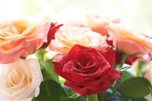 Bouquet of red and white beautiful roses with water drops isolated on white.