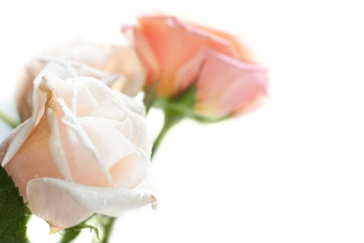 Bouquet of red and white beautiful roses with water drops isolated on white.