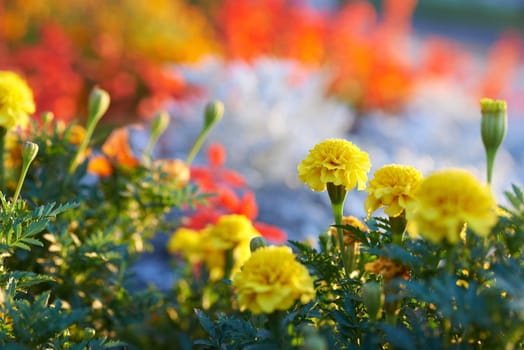 Field of multicolored flowers in the park.