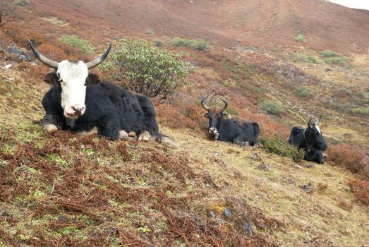 Tibetan yaks on the grass field in the mountains