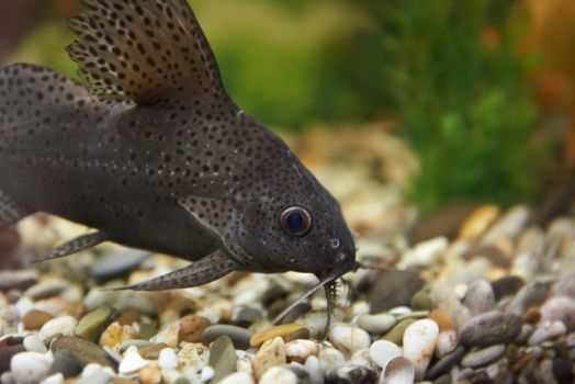 Tropical colorful fish swimming in aquarium with plants