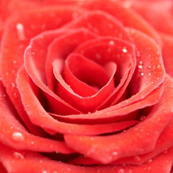 Beatiful dark red rose. Close-up macro view