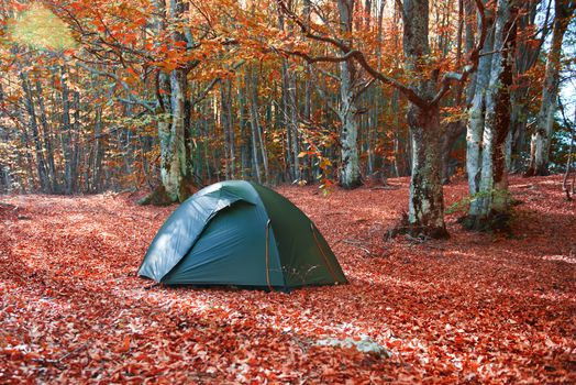 Green tent in the yellow autumn forest