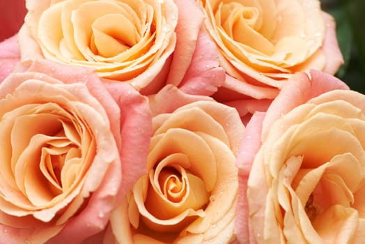 Bunch of orange and red beautiful roses. Macro shot.