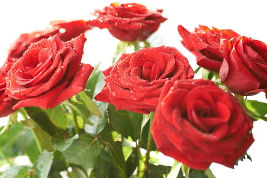 Bunch of red beautiful roses with water drops isolated on white.