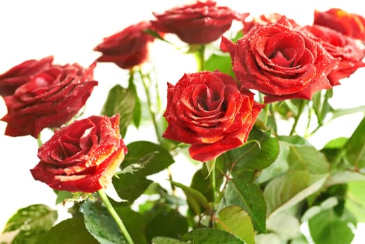 Bunch of red beautiful roses with water drops isolated on white.