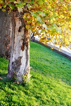 Big tree in the sunny park with green grass