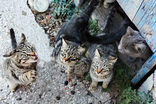 Group of wild black, gray stripped cats