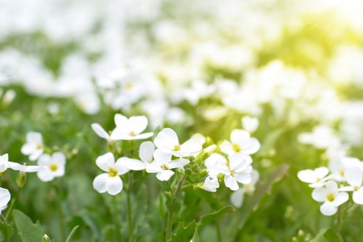 Field of white flowers on the green background