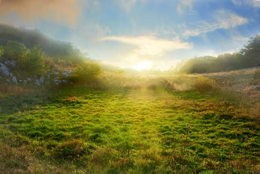 Sunset on the green field with grass and trees