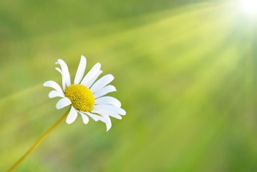 Chamomile and sun on the field with green grass