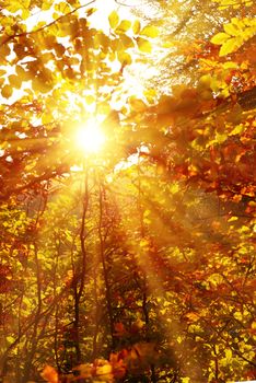 Autumn forest with trees and yellow leaves with bright sun