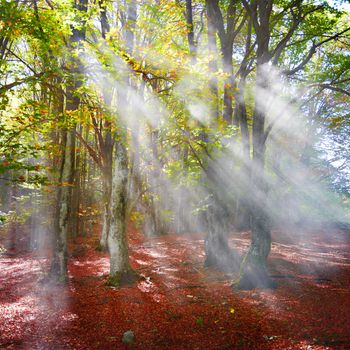 Mist in the autumn forest. Trees with green and yellow leaves