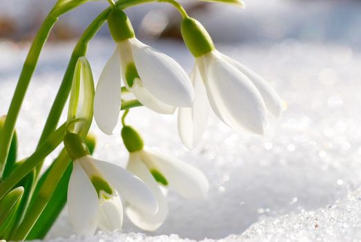 Spring snowdrop flowers with snow in the forest