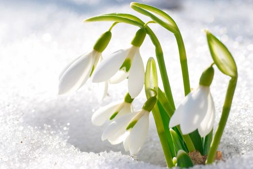 Spring snowdrop flowers with snow in the forest