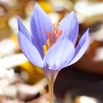 Blue flower crocus ligusticus (saffron) in the forest