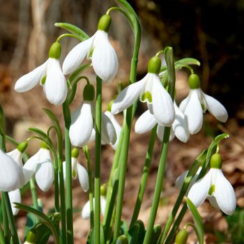 Spring snowdrop flowers with snow in the forest