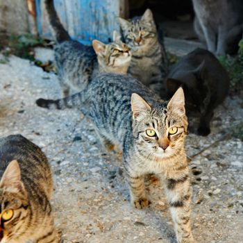 Group of wild black, gray stripped cats