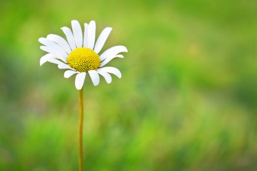 Chamomile on the field with green grass