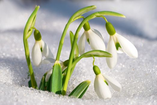 Spring snowdrop flowers with snow in the forest