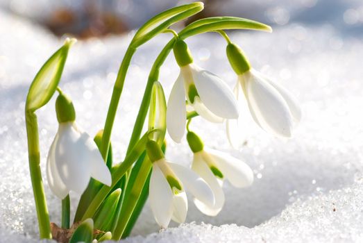 Spring snowdrop flowers with snow in the forest