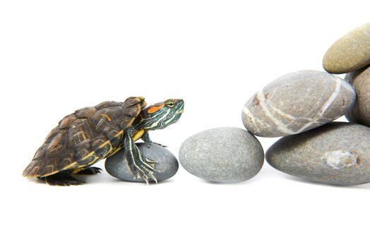 Turtle climbing up the steps. Concept isolated on white background