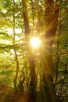 Green forest with trees and leaves with bright sun