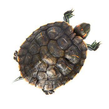 Red ear turtle isolated on white background