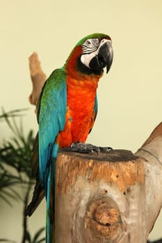 Colorful macaw sitting on the log at zoo