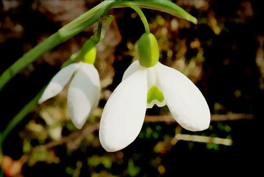 Snowdrop (Galanthus nivalis)