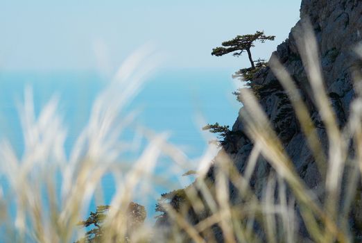 Lonely pine on the rock with the feather grass foreground.