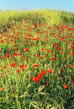 Field of poppy. Ukraine, Crimea, Khersones.