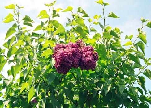 Lilac, Sirena surrounding of green leaves.