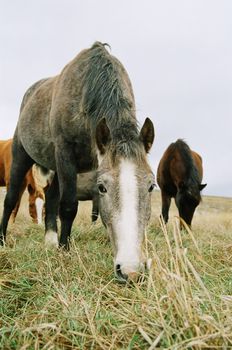 Horse chewing the grass.